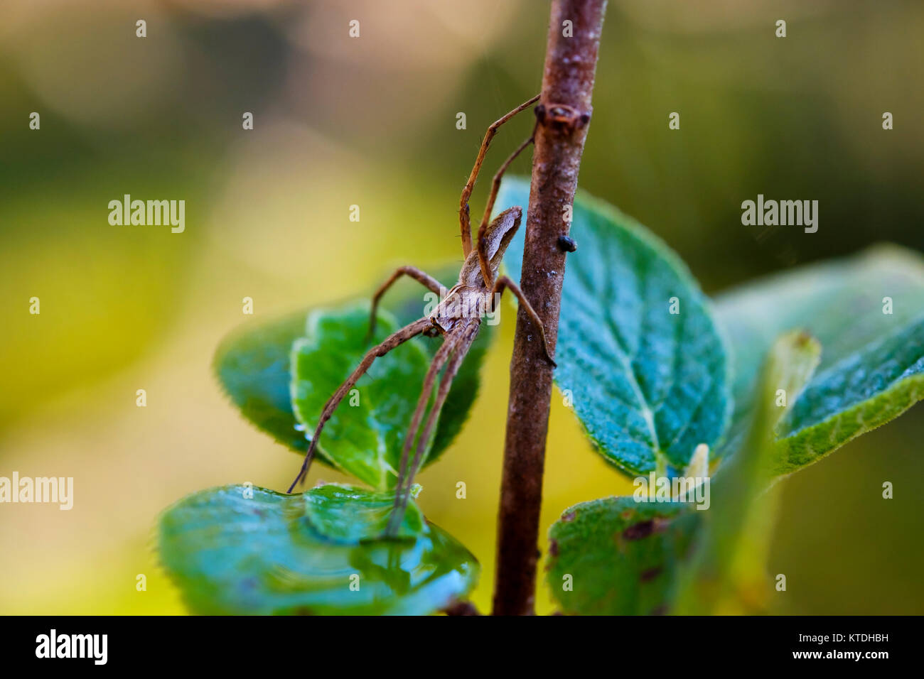 Listspinne Pisaura mirabilis, Raubspinne (), Naturschutzgebiet Isarauen, Oberbayern, Bayern, Deutschland Stockfoto