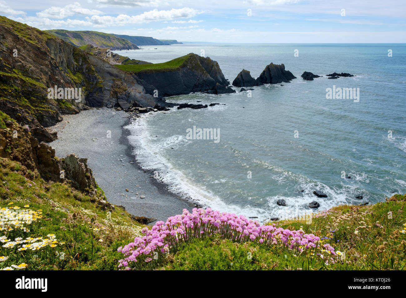Strand-Grasnelke (Armeria maritima), Kai, Steilküste, Hartland Hartland, Devon, England, Großbritannien Stockfoto