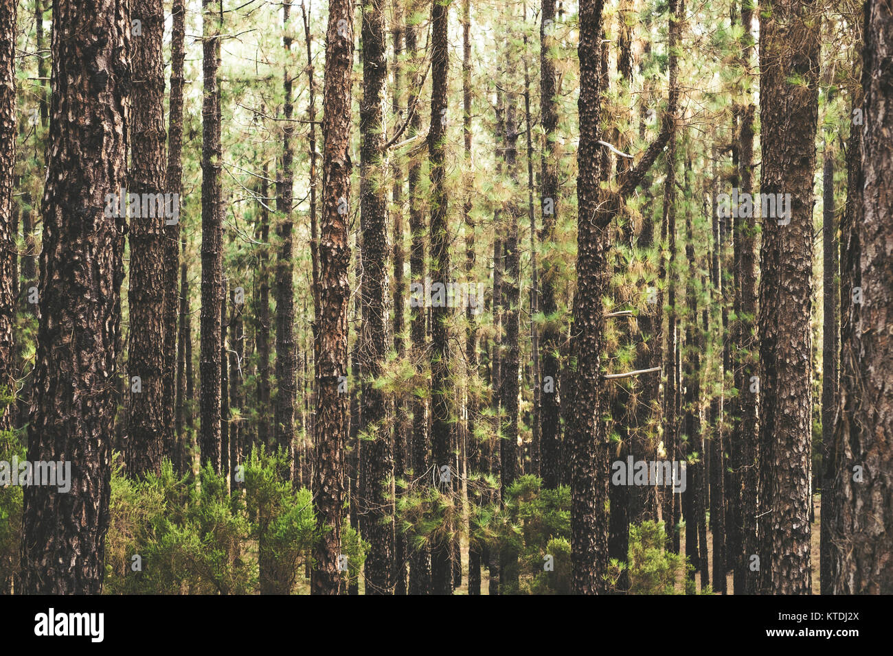 Spanien, Teneriffa, Corona Forestal Natur Park, Baumstämme Stockfoto