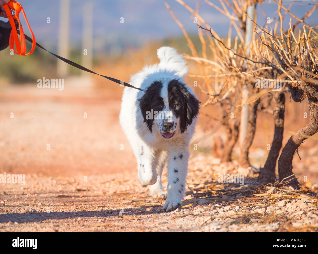 Landseer Hund reine Rasse Mutter und Welpen Stockfoto