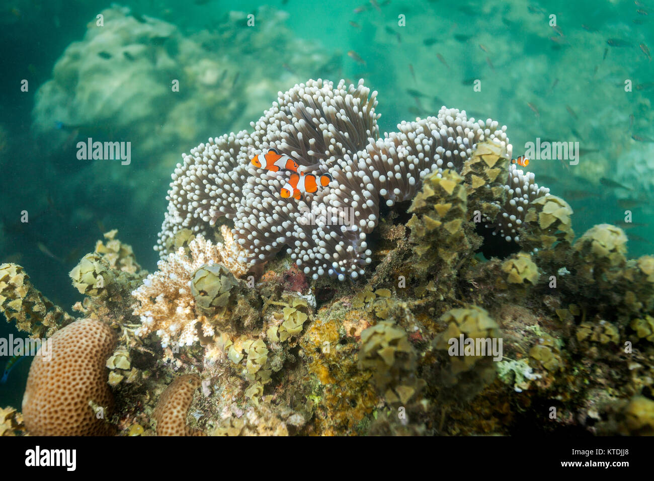 Korallenriff auf Andaman Inseln, Indien Stockfoto