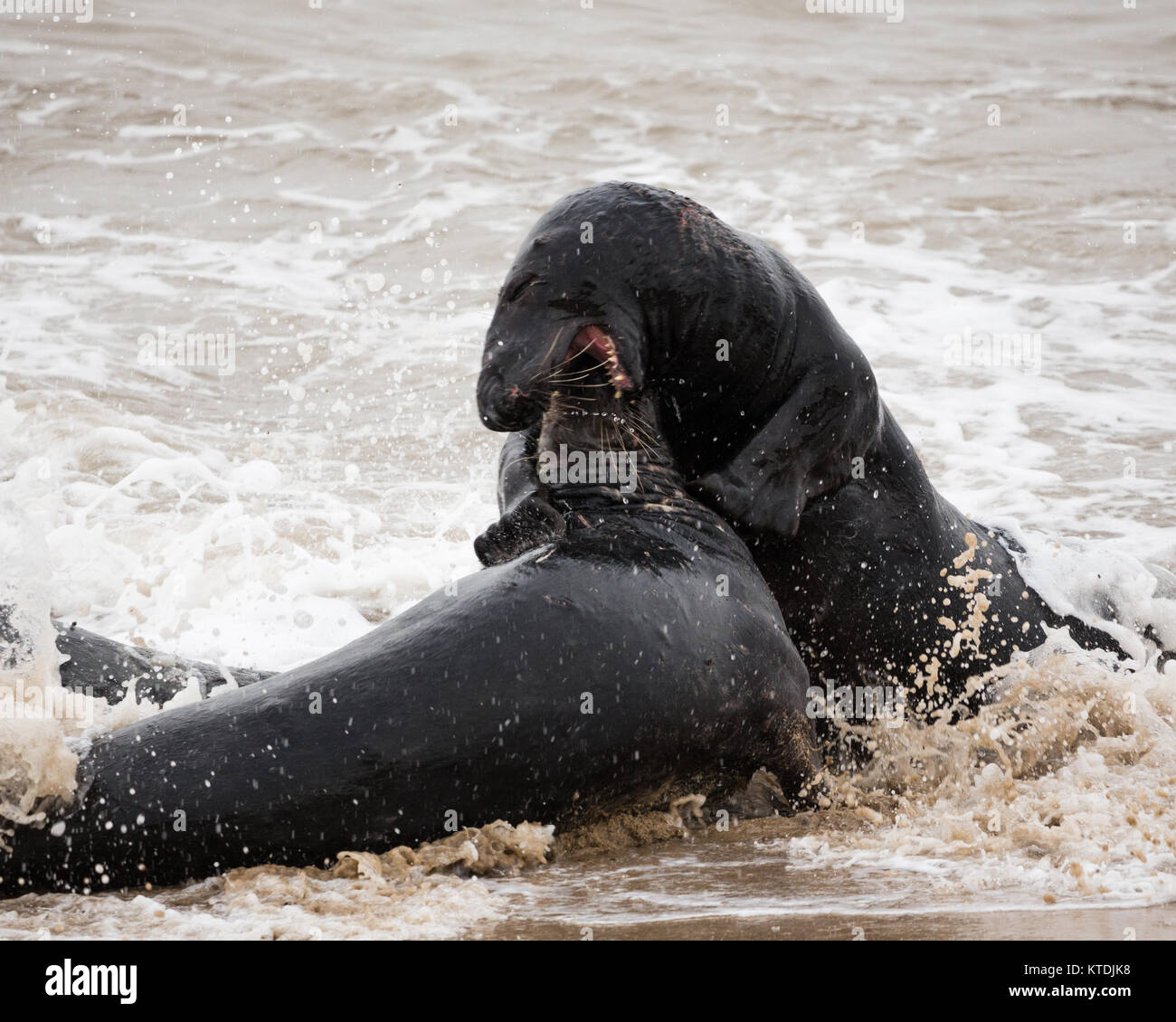 Graue Dichtungen an der Küste von Norfolk Stockfoto