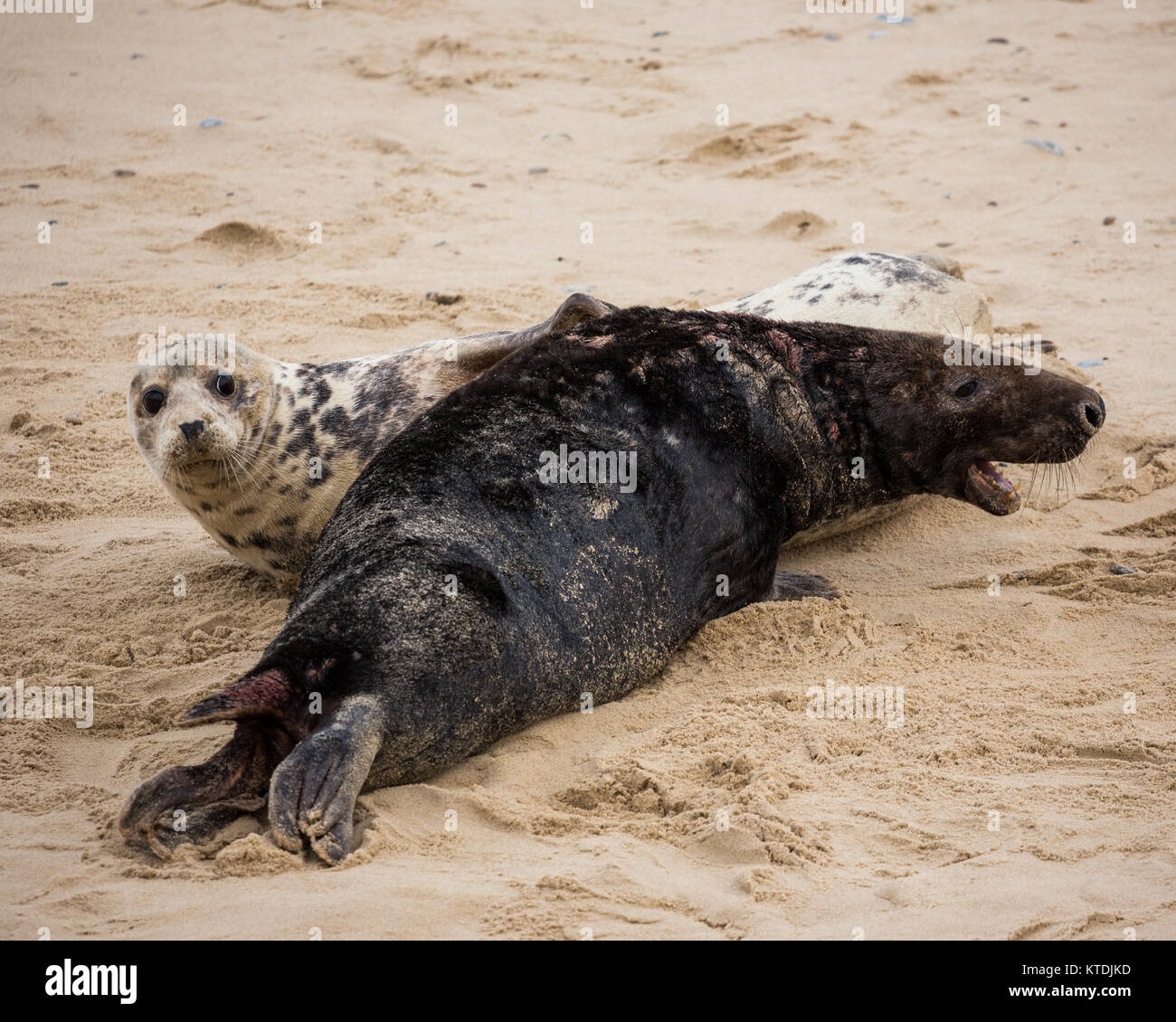 Graue Dichtungen an der Küste von Norfolk Stockfoto