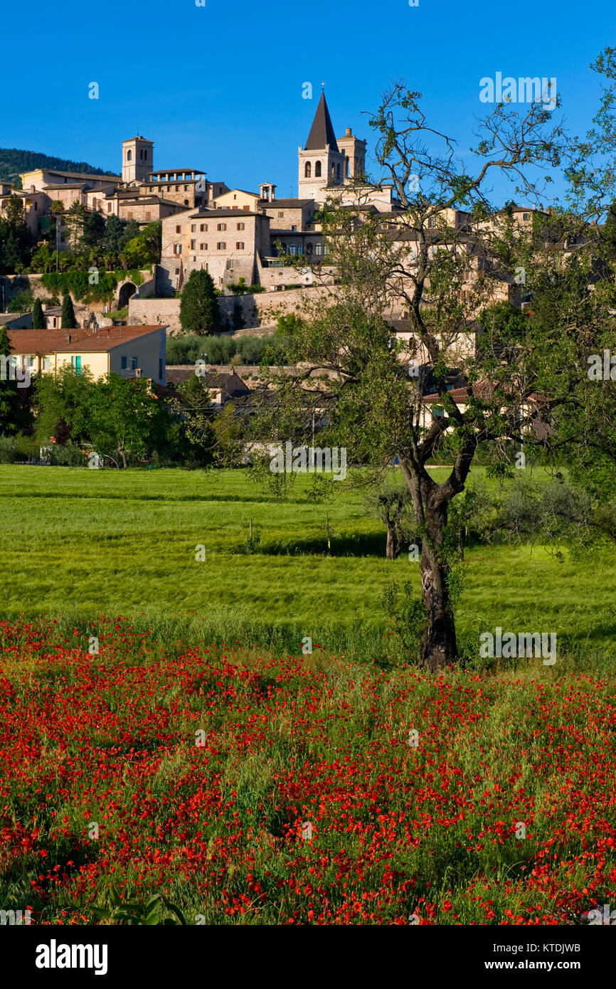Spello, Perugia, Umbrien, das grüne Herz Italiens. Die vertikale Foto von Spello Panorama im Frühling mit in der ersten Tür eine rote Mohnblumen und Big Tree Stockfoto