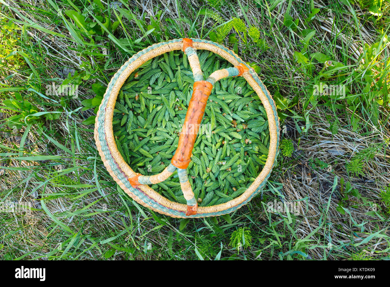 Ein Korb von frisch geernteten Tipps, eine wilde essbare Fichte. Stockfoto