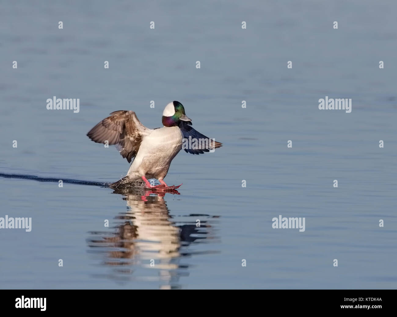 Bufflehead männlich zu Land, auf Wasser Stockfoto