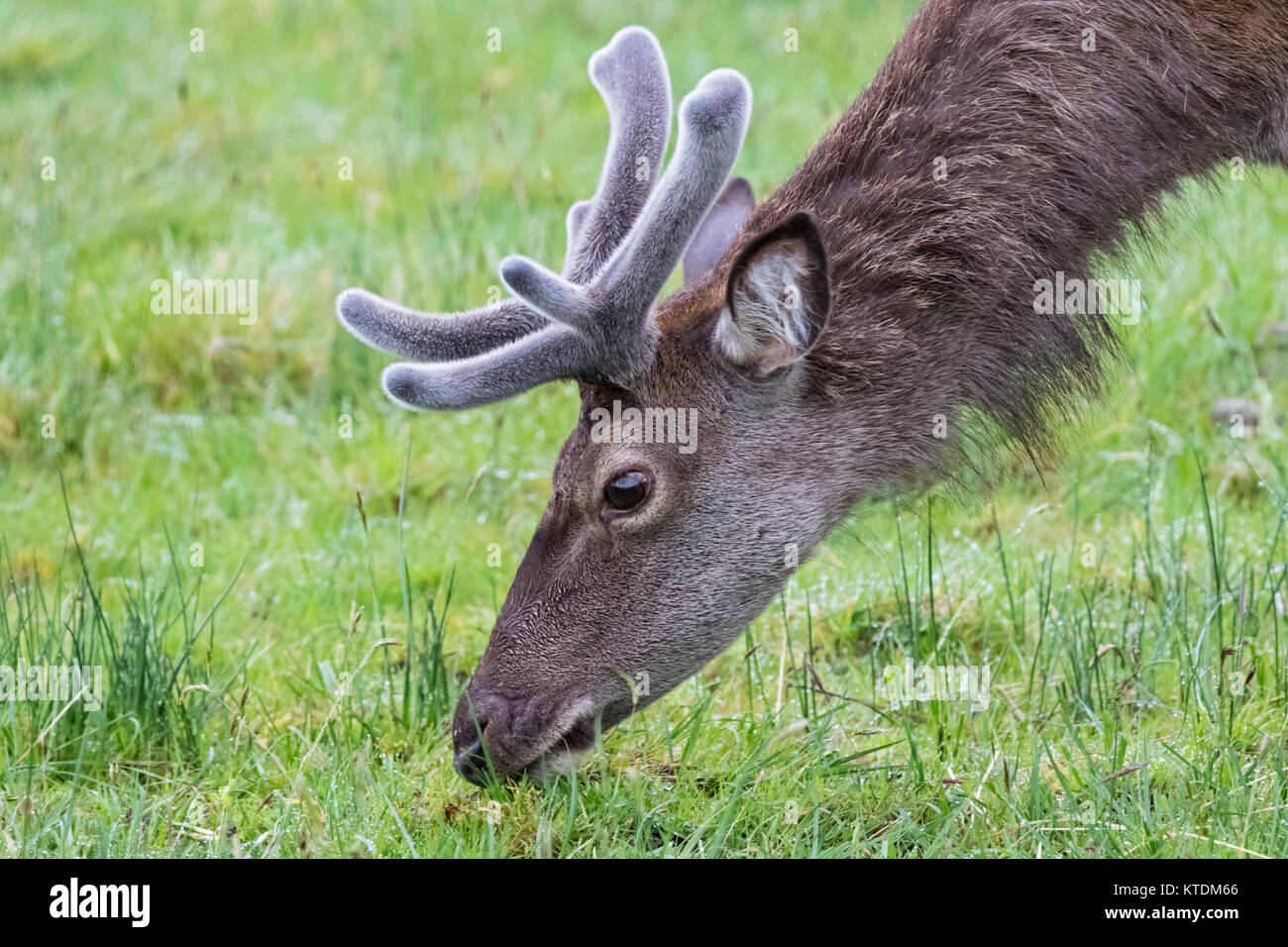 Großbritannien, Schottland, Highlands, Glencoe, Red Deer Beweidung Stockfoto