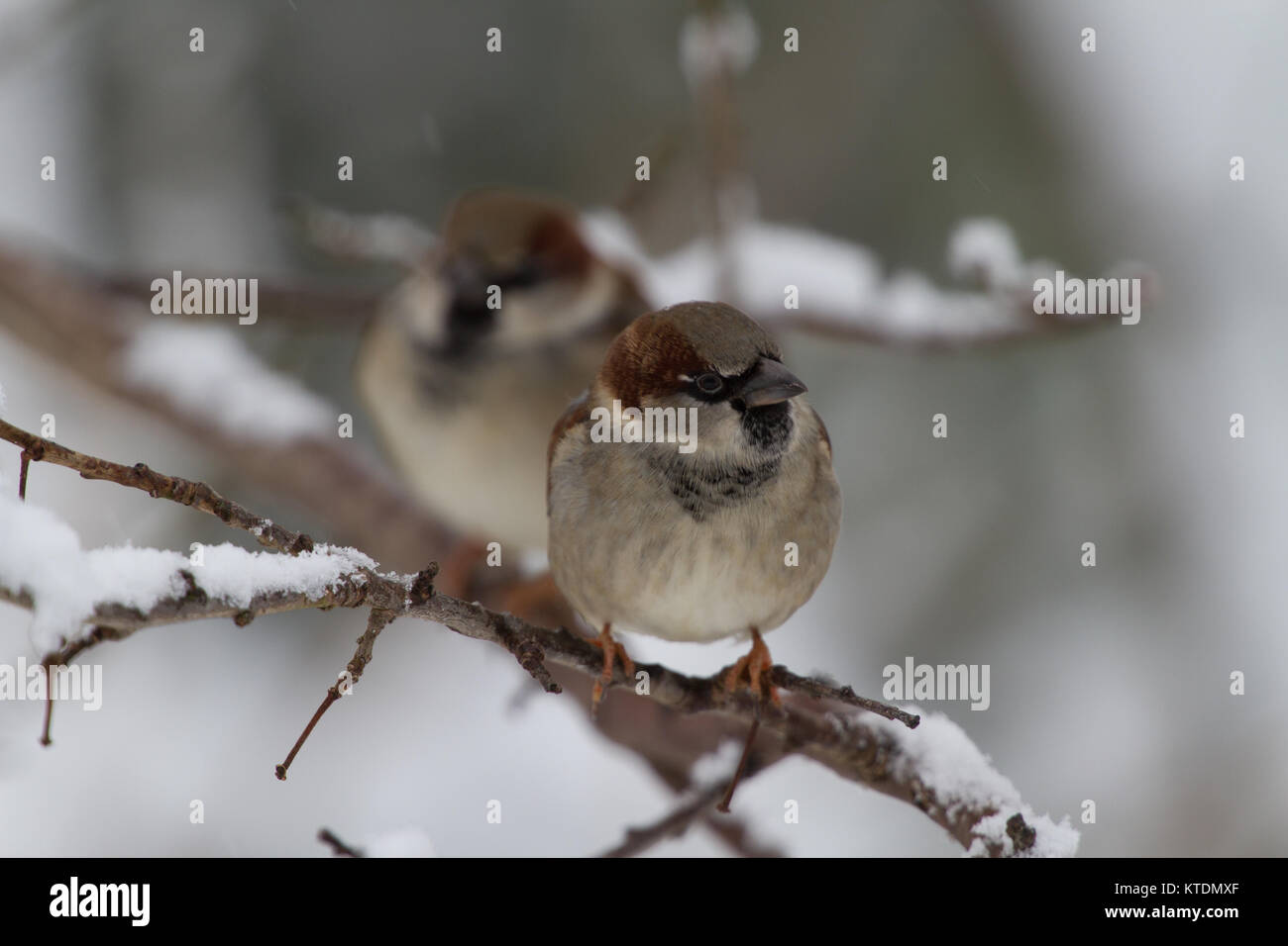 Haussperling Passer domesticus im Schnee Baum. Britische Inseln Stockfoto