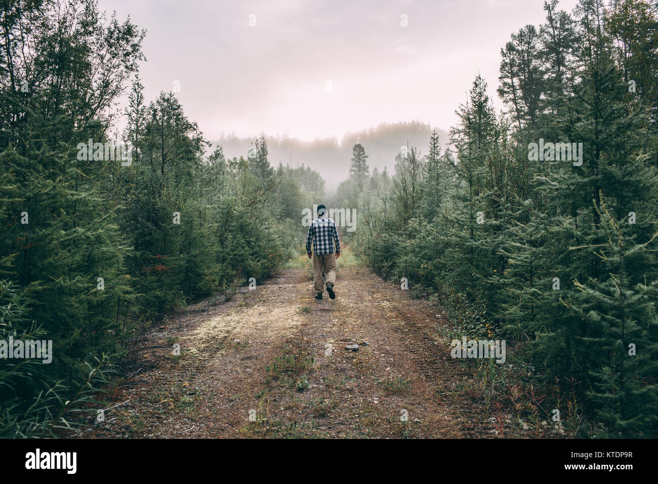 Mann auf dem Weg in den Wald Stockfoto