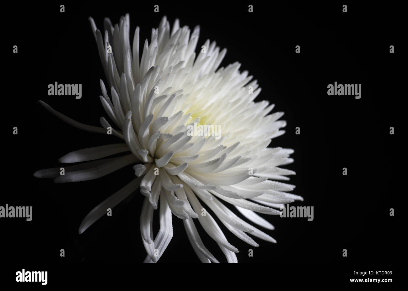 Weiße Chrysantheme auf schwarzem Hintergrund Stockfoto