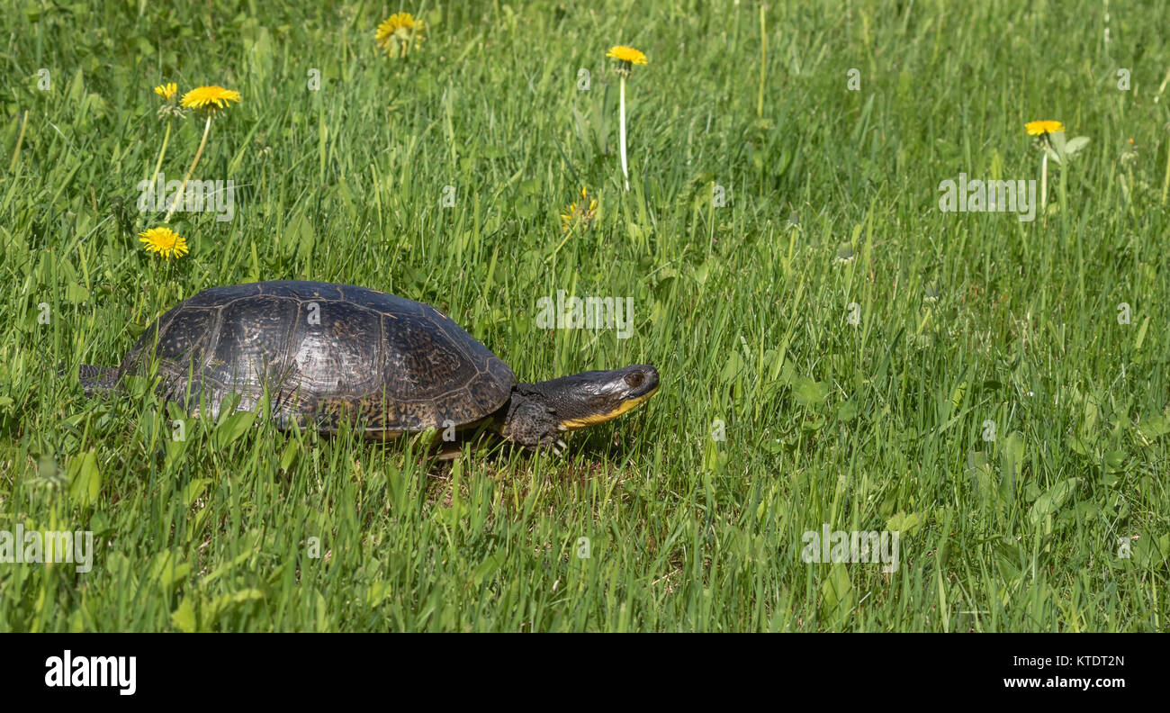 Blanding's Schildkröte im nördlichen Wisconsin Stockfoto