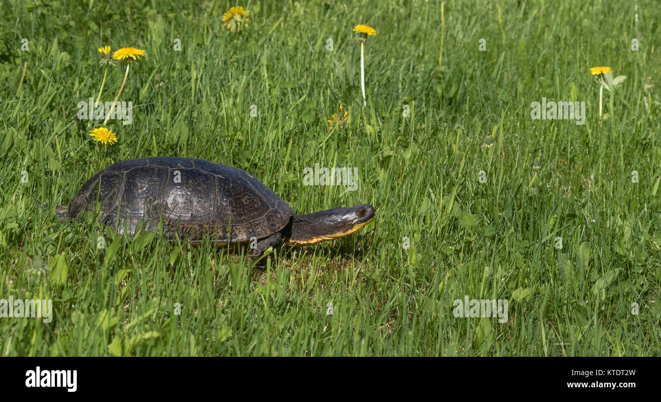 Blanding's Schildkröte im nördlichen Wisconsin Stockfoto