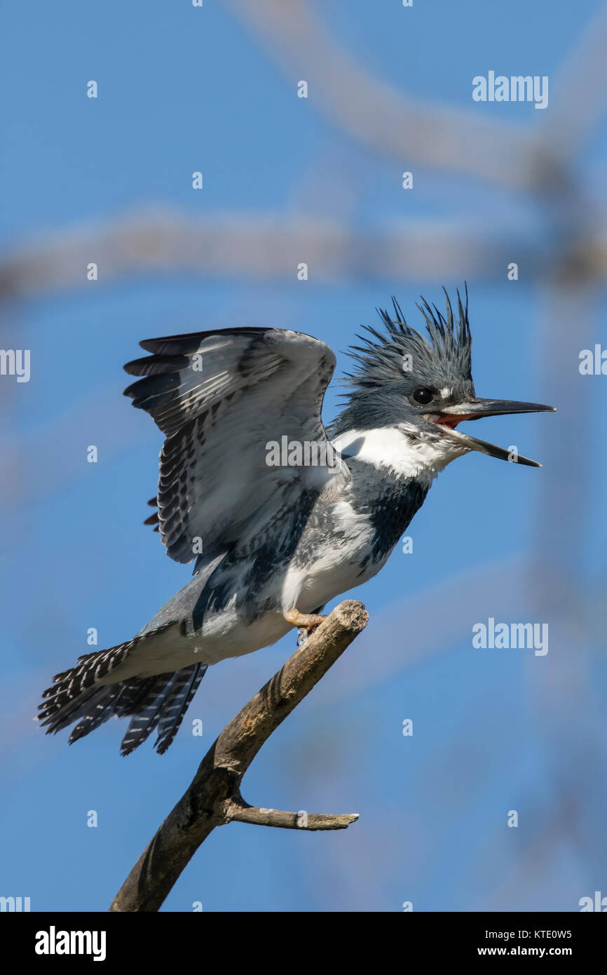 Belted Kingfisher - männlich Stockfoto