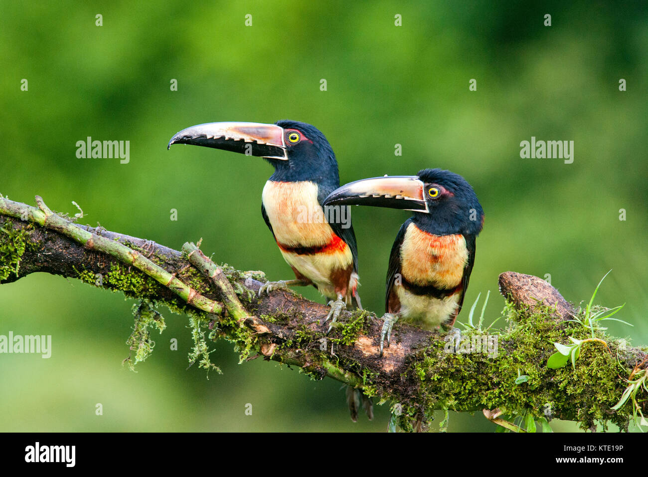 Collared Aracari - La Laguna del Lagarto Lodge - Boca Tapada, San Carlos, costarica Stockfoto