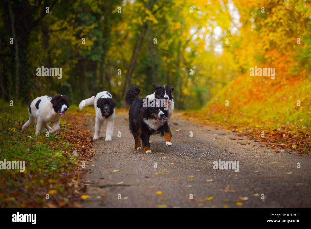 Berner sennenhund strand Fotos und Bildmaterial in hoher Auflösung