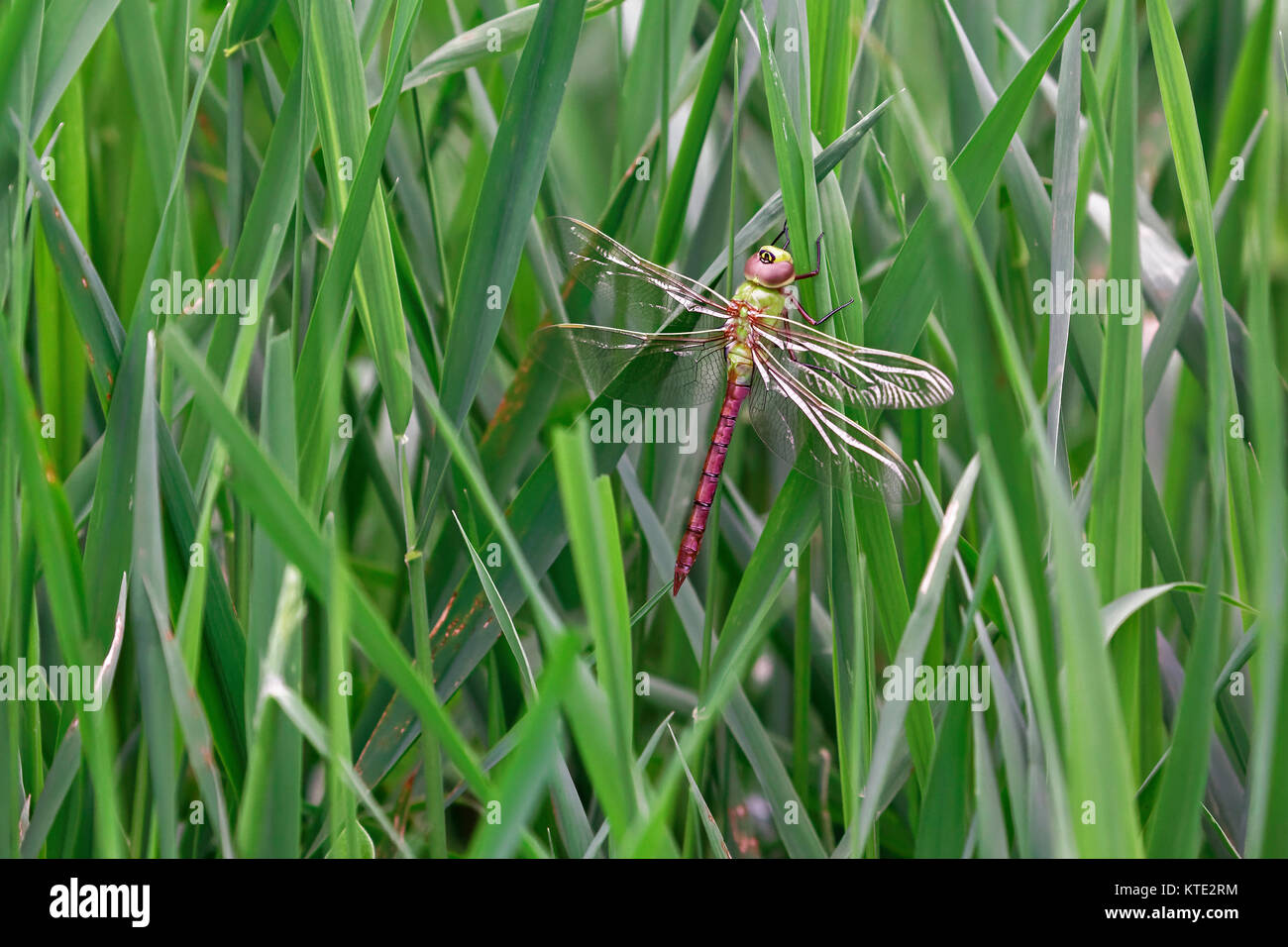 Gemeinsame green darner Dragonfly Stockfoto