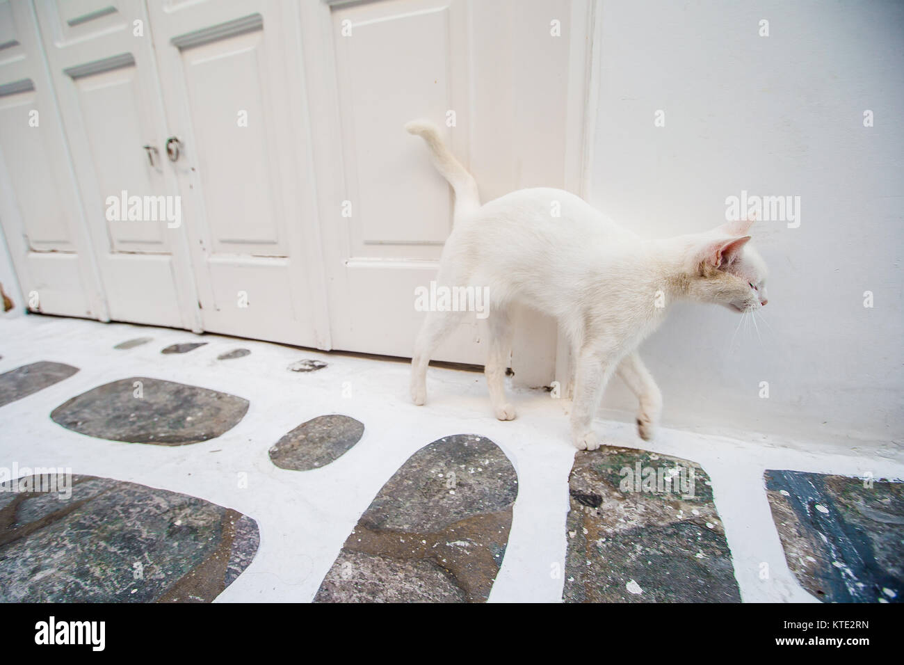 Weiß heimatlose Katze auf der Straße in Griechenland Stockfoto