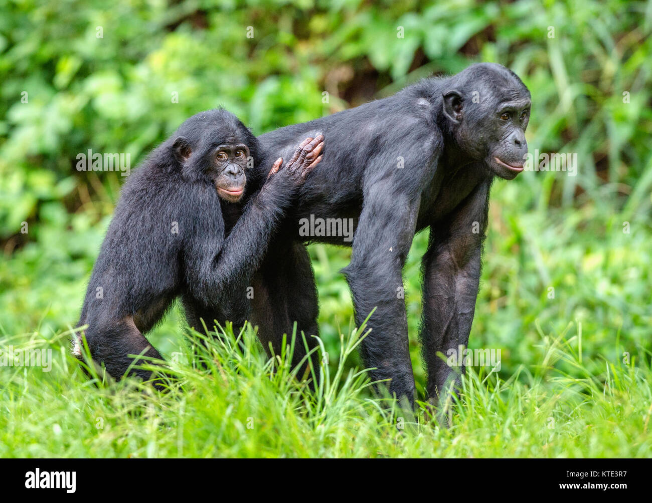 Bonobos im natürlichen Lebensraum auf grünen natürlichen Hintergrund