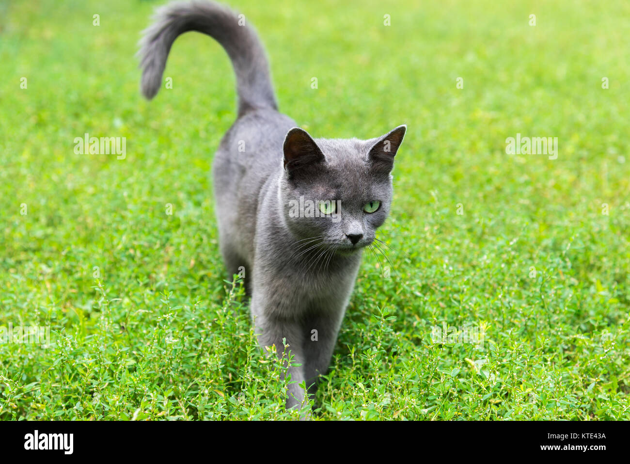 Eine graue Katze mit grünen Augen steht auf dem Gras. Stockfoto