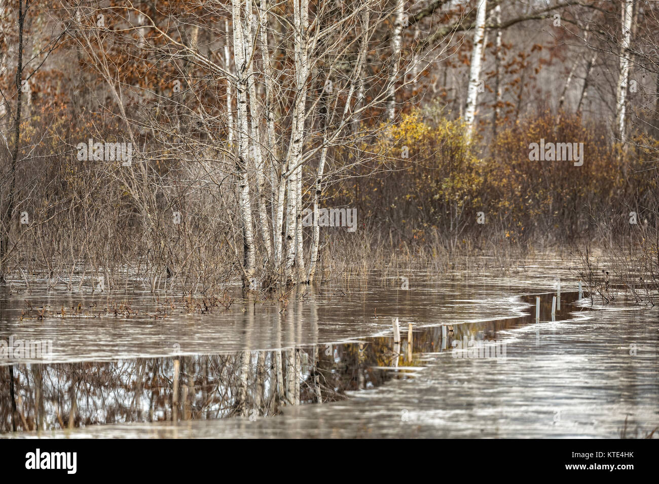 Open Water durch das dünne Eis in einem Feuchtgebiet in Nordwisconsin schneiden. Stockfoto