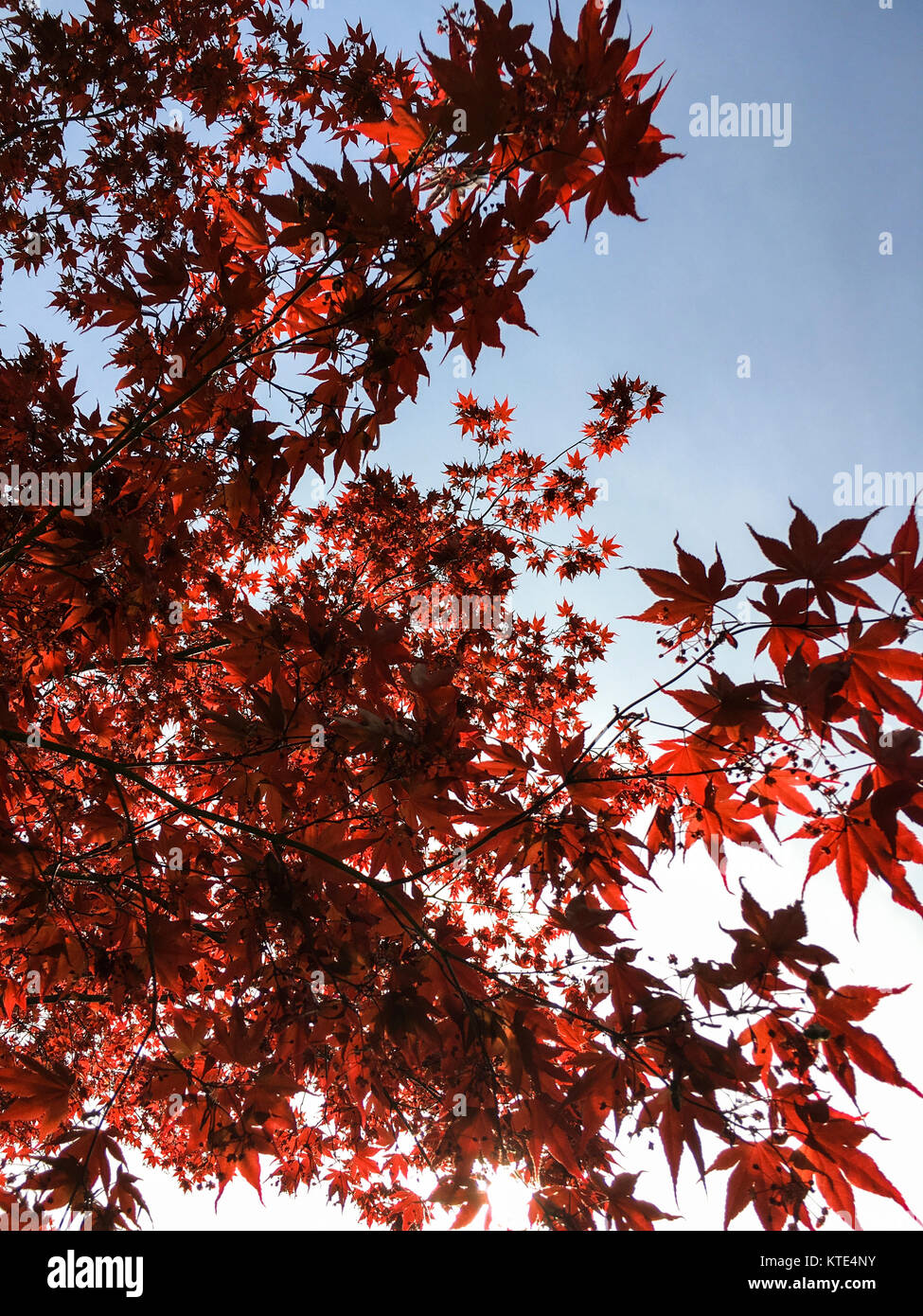 Japanische rot-Ahorn-Baum Stockfoto