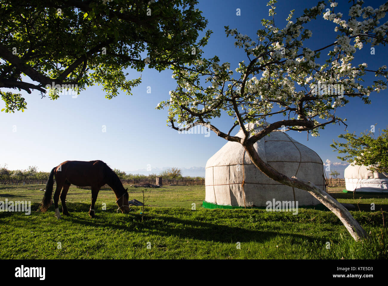 Ein Pferd und Jurte im touristischen Jurten-Camp Almaluu am Südufer des Issyk-Kol Sees in Kirgisistan. Stockfoto