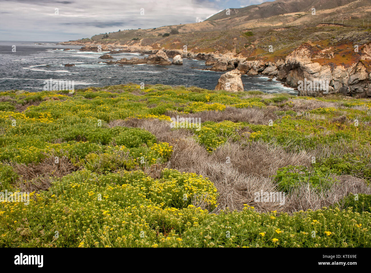 Carmel City Beach und mit Blumen bedeckten Dünen im Frühjahr, Kalifornien, USA Stockfoto