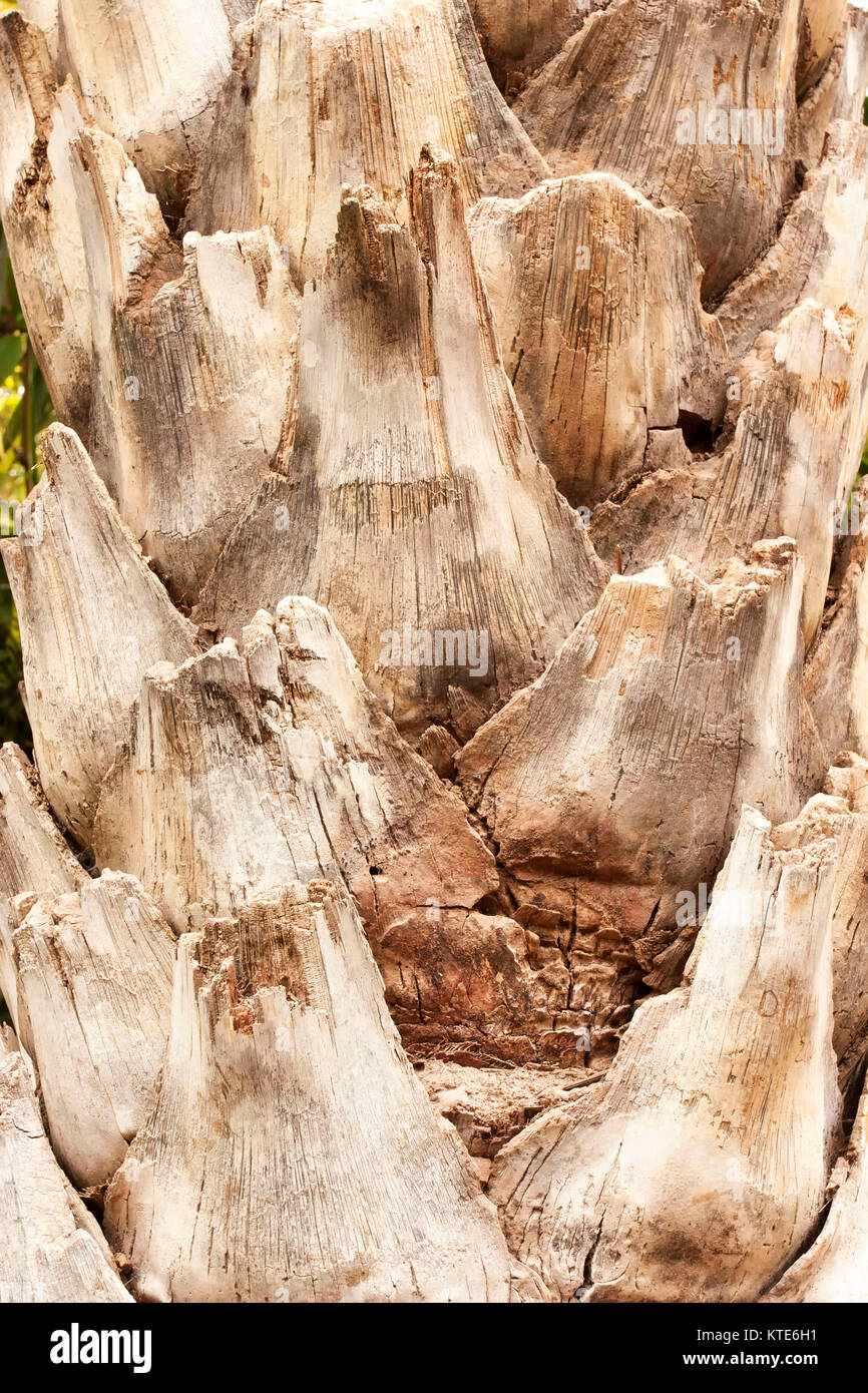 Zusammenfassung der Baumstamm in der Majorelle Garten, jetzt Yves Saint-Laurent Garten, Sammlung, Marrakesch, Marokko. Stockfoto