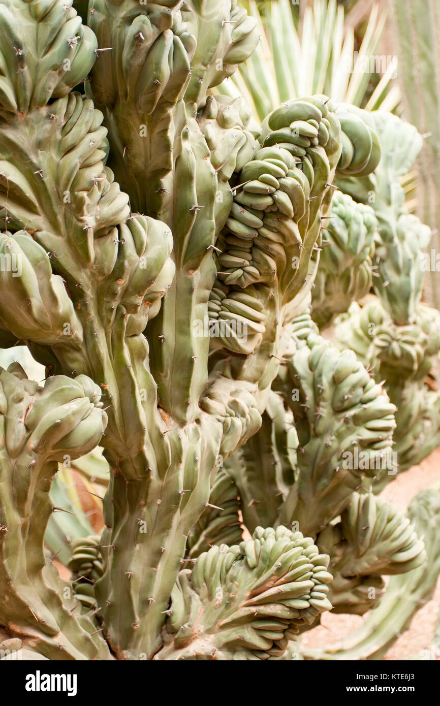 Kultiviert Kaktus in hadiqat mmajuril, Marrakesch, Marokko Stockfoto