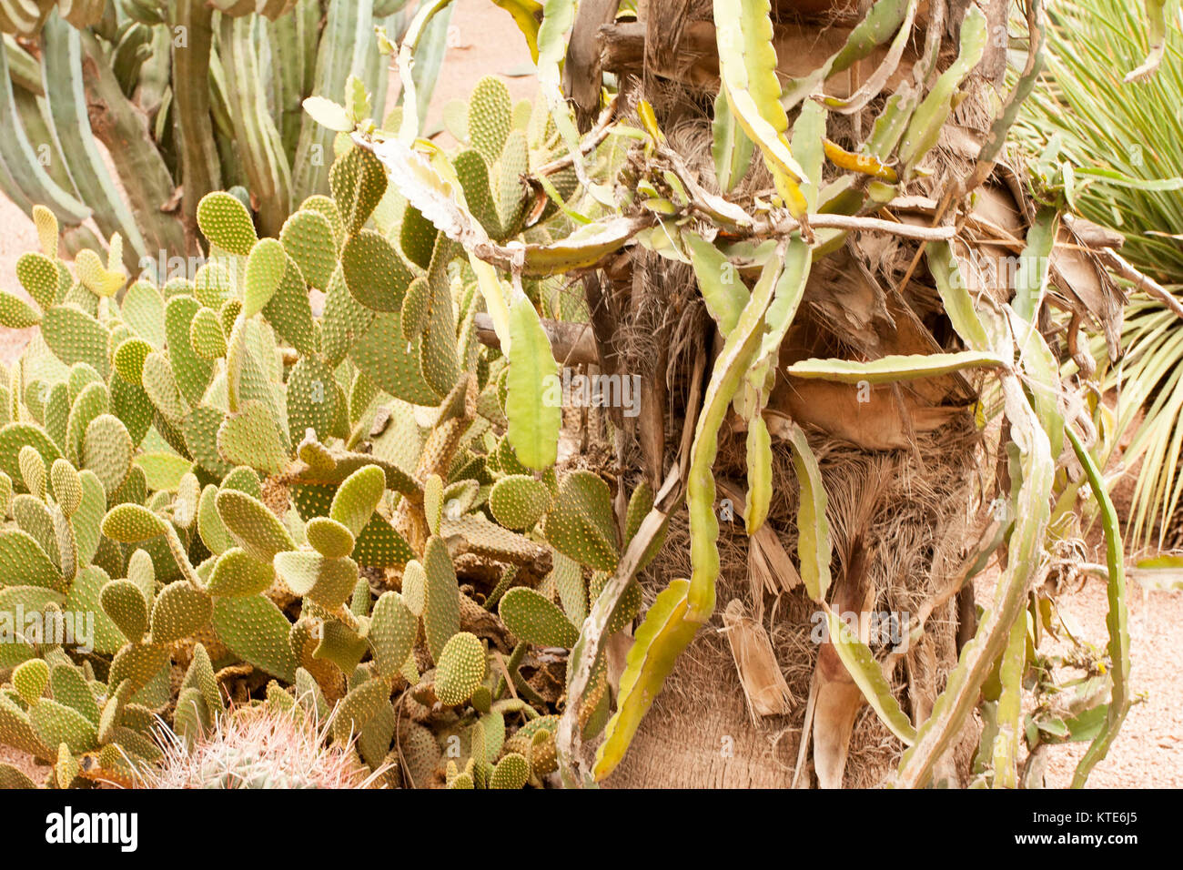 Kaktus im Garten Majorelle's, jetzt Yves Saint-Laurent Garten, Sammlung, Marrakesch, Marokko. Stockfoto