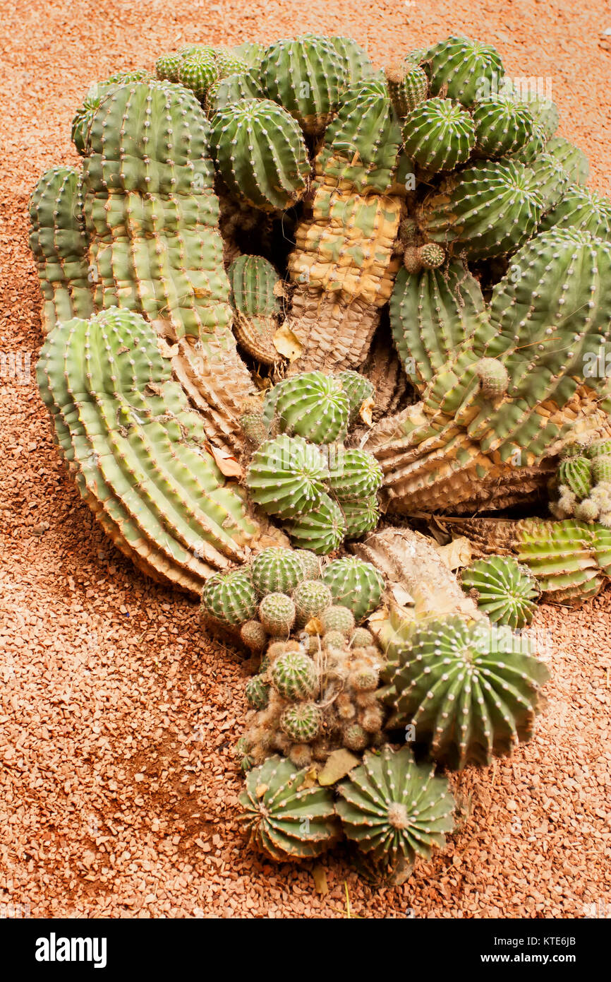 kaktus anzucht set Terrarium Kakteen | Der Grne Flaschengarten