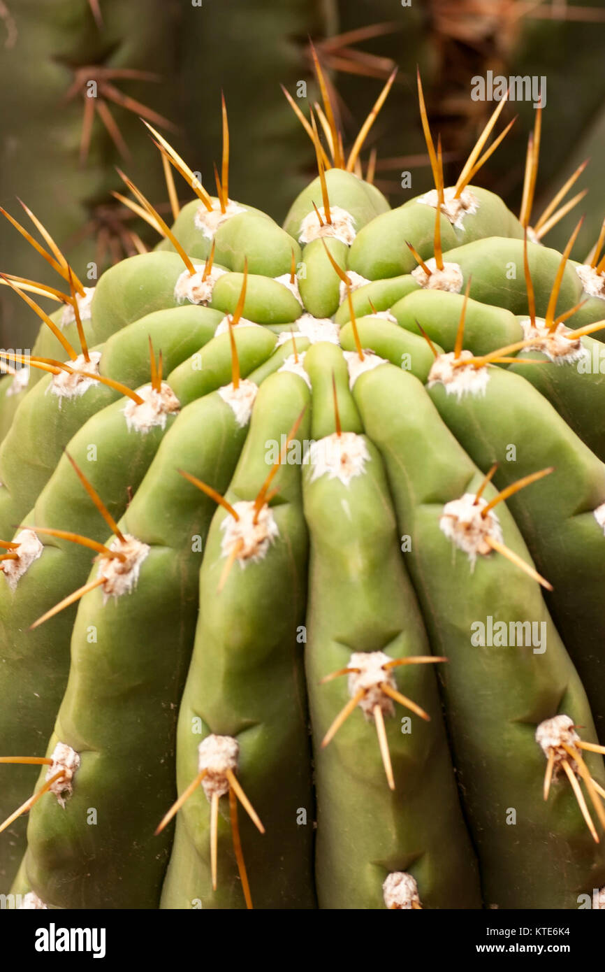 Kaktus im Garten Majorelle's, jetzt Yves Saint-Laurent Garten, Sammlung, Marrakesch, Marokko. Stockfoto