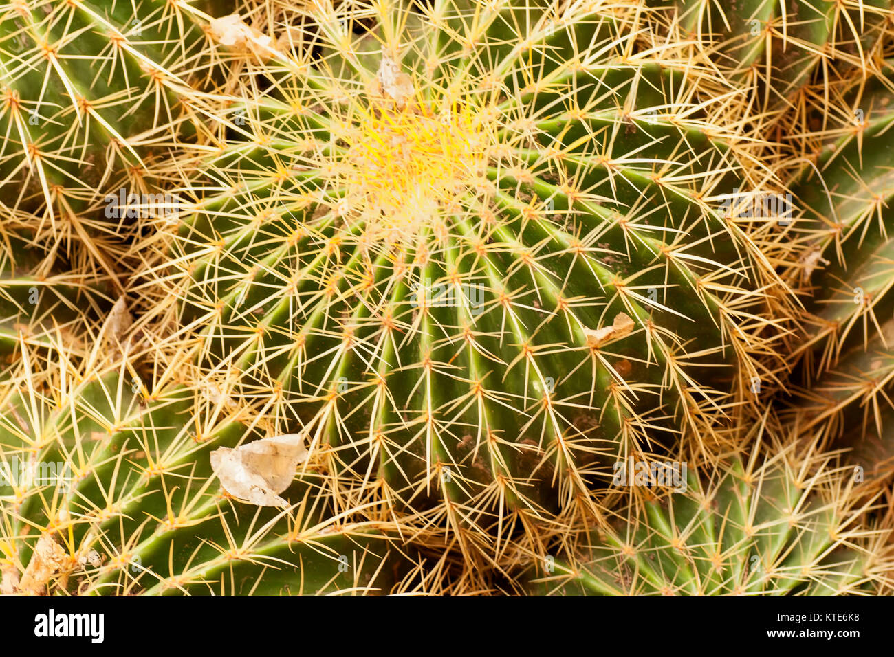 Kaktus im Garten Majorelle's, jetzt Yves Saint-Laurent Garten, Sammlung, Marrakesch, Marokko. Stockfoto