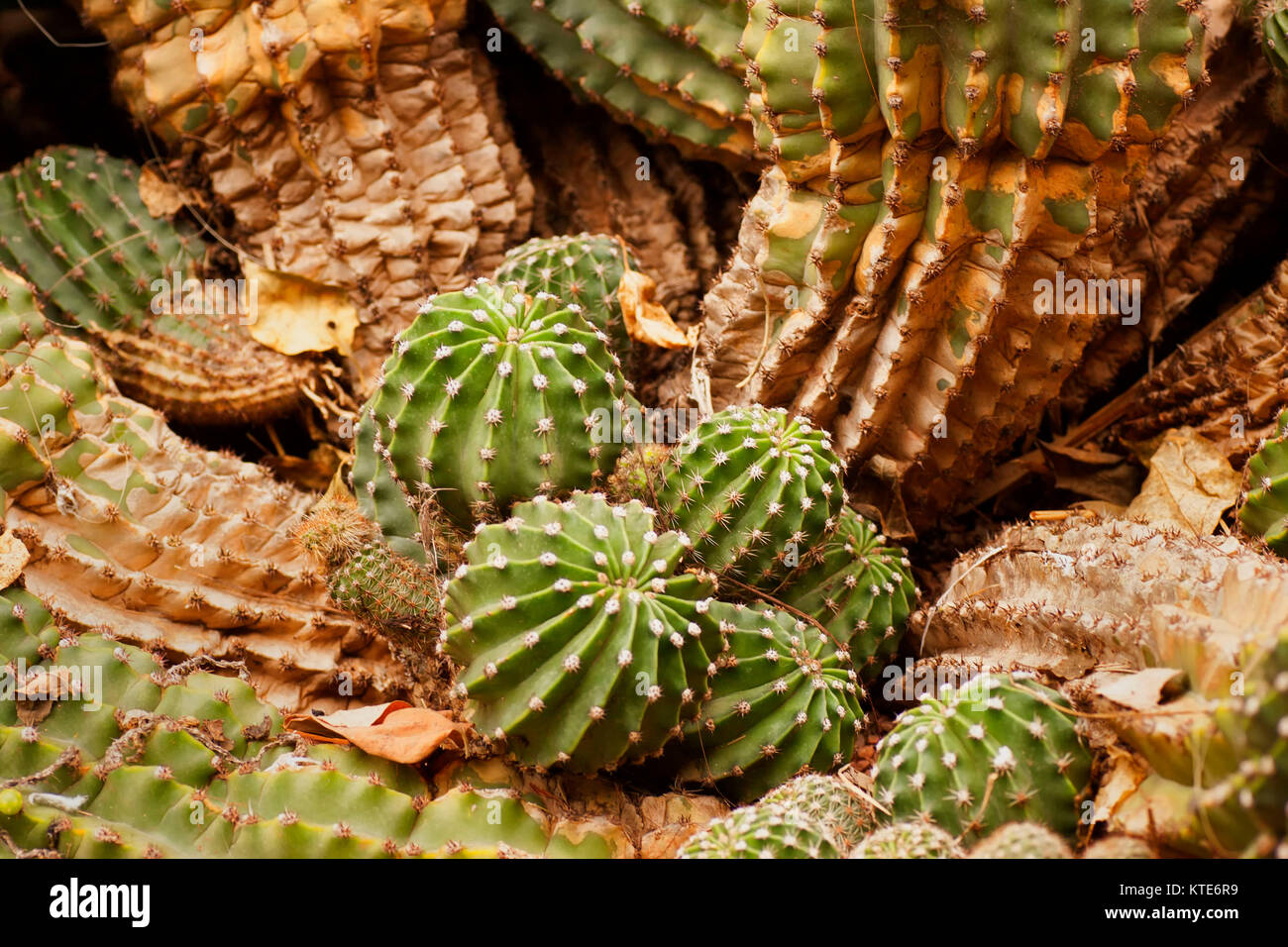 Kaktus im Garten Majorelle's, jetzt Yves Saint-Laurent Garten, Sammlung, Marrakesch, Marokko. Stockfoto