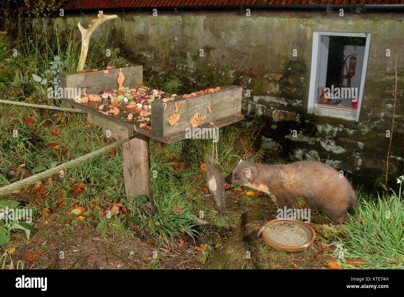 Erwachsene männliche Baummarder (Martes martes) Der Besuch einer Vogel Tabelle an einem Ökotourismus Zentrum bei Nacht zu füttern, Knapdale, Schottland, Großbritannien. Stockfoto