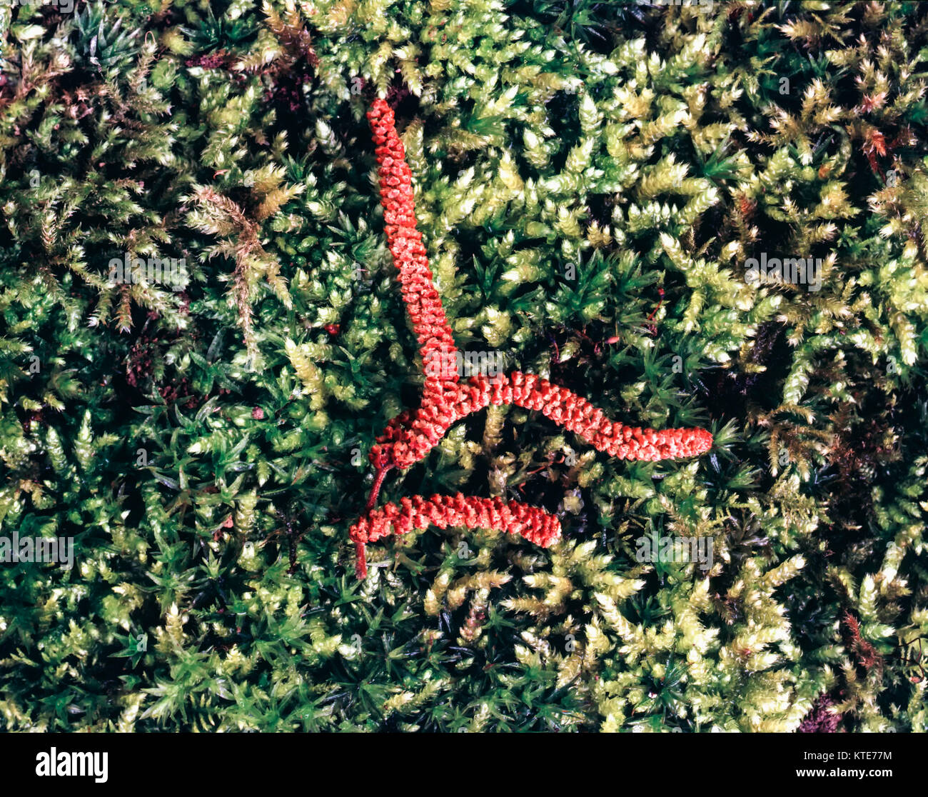 Catkin auf moss Hintergrund in Kent, England, Vereinigtes Königreich, Europa Stockfoto