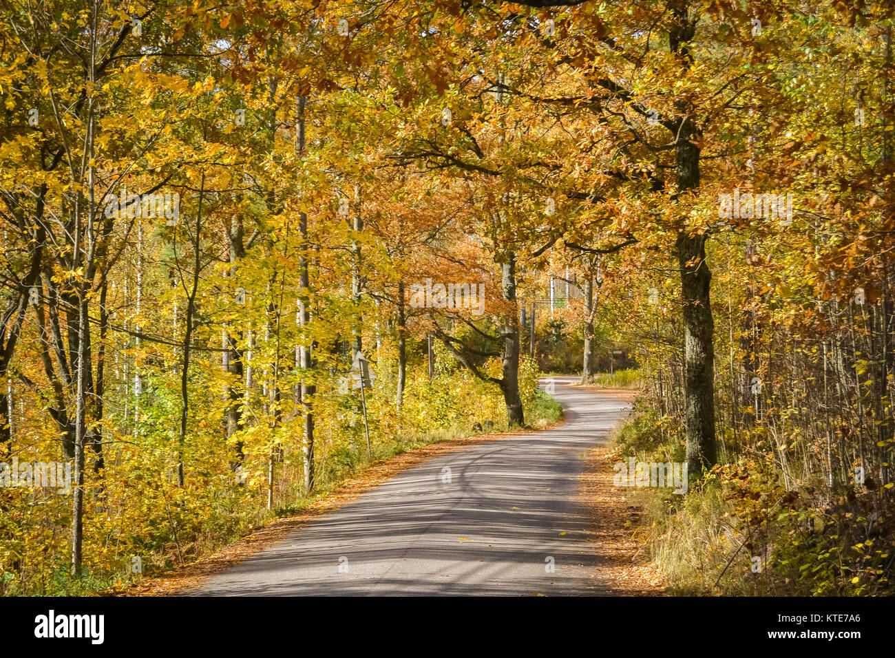 Farben des Herbstes im Wald Stockfoto