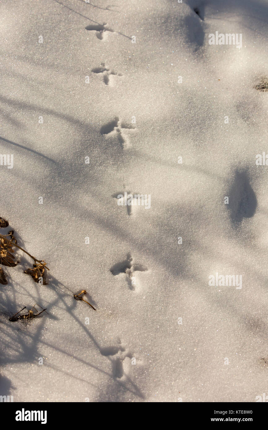 Vari grouse Titel Stockfoto