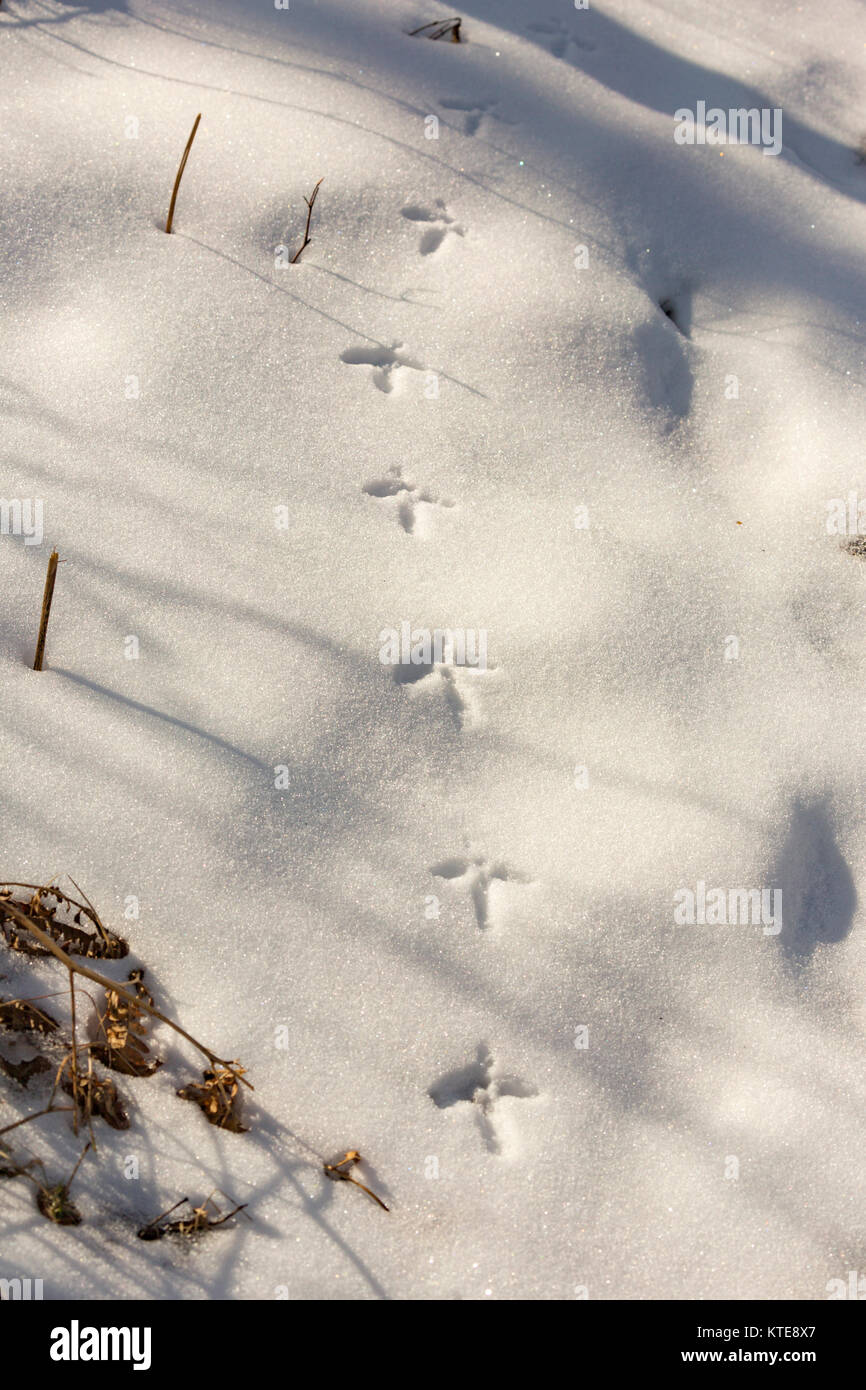 Vari grouse Spuren im Schnee Stockfoto