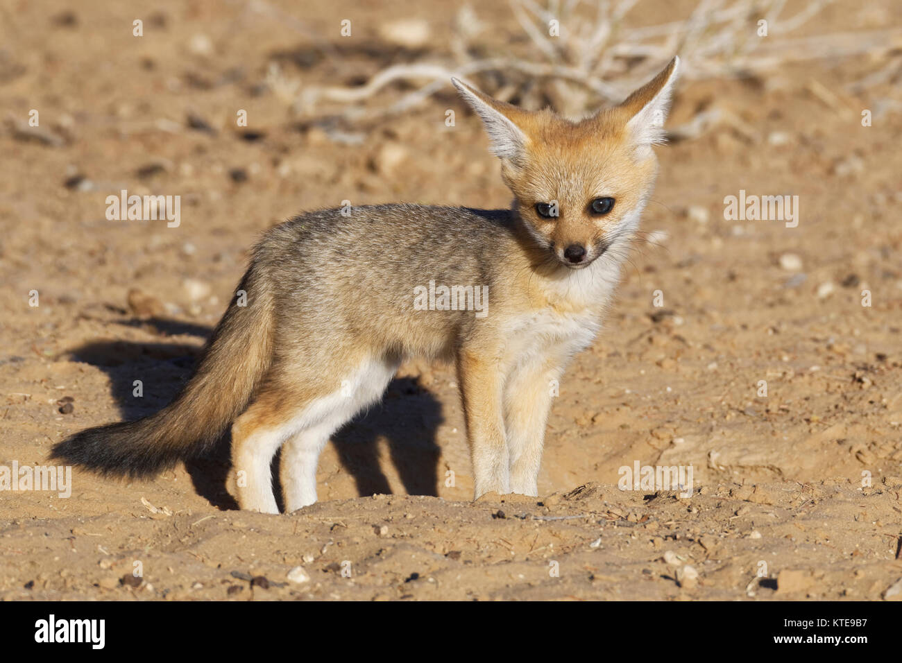 Cape Fox (Vulpes chama), Cub, am Graben, Eingang, Abendlicht, Kgalagadi Transfrontier Park, Northern Cape, Südafrika, Afrika Stockfoto