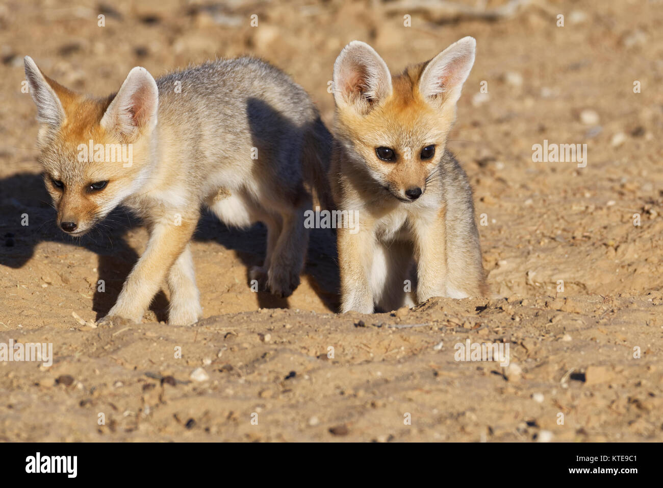 Cape Fox (Vulpes chama), zwei Jungen aus der Höhle, Abendlicht, Kgalagadi Transfrontier Park, Northern Cape, Südafrika, Afrika Stockfoto