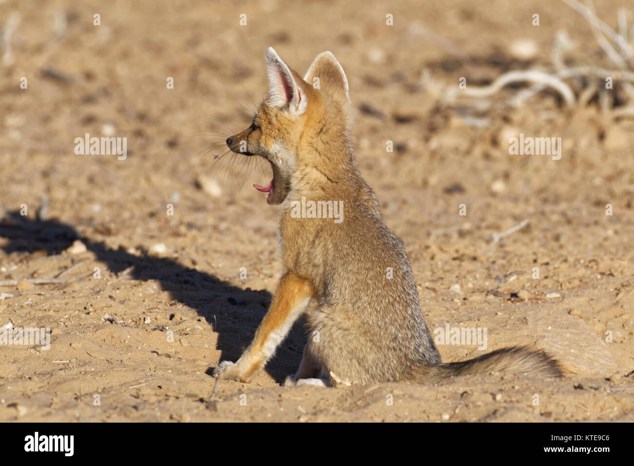 Cape Fox (Vulpes chama), cub Gähnen zu graben, Eingang, Abendlicht, Kgalagadi Transfrontier Park, Northern Cape, Südafrika, Afrika Stockfoto