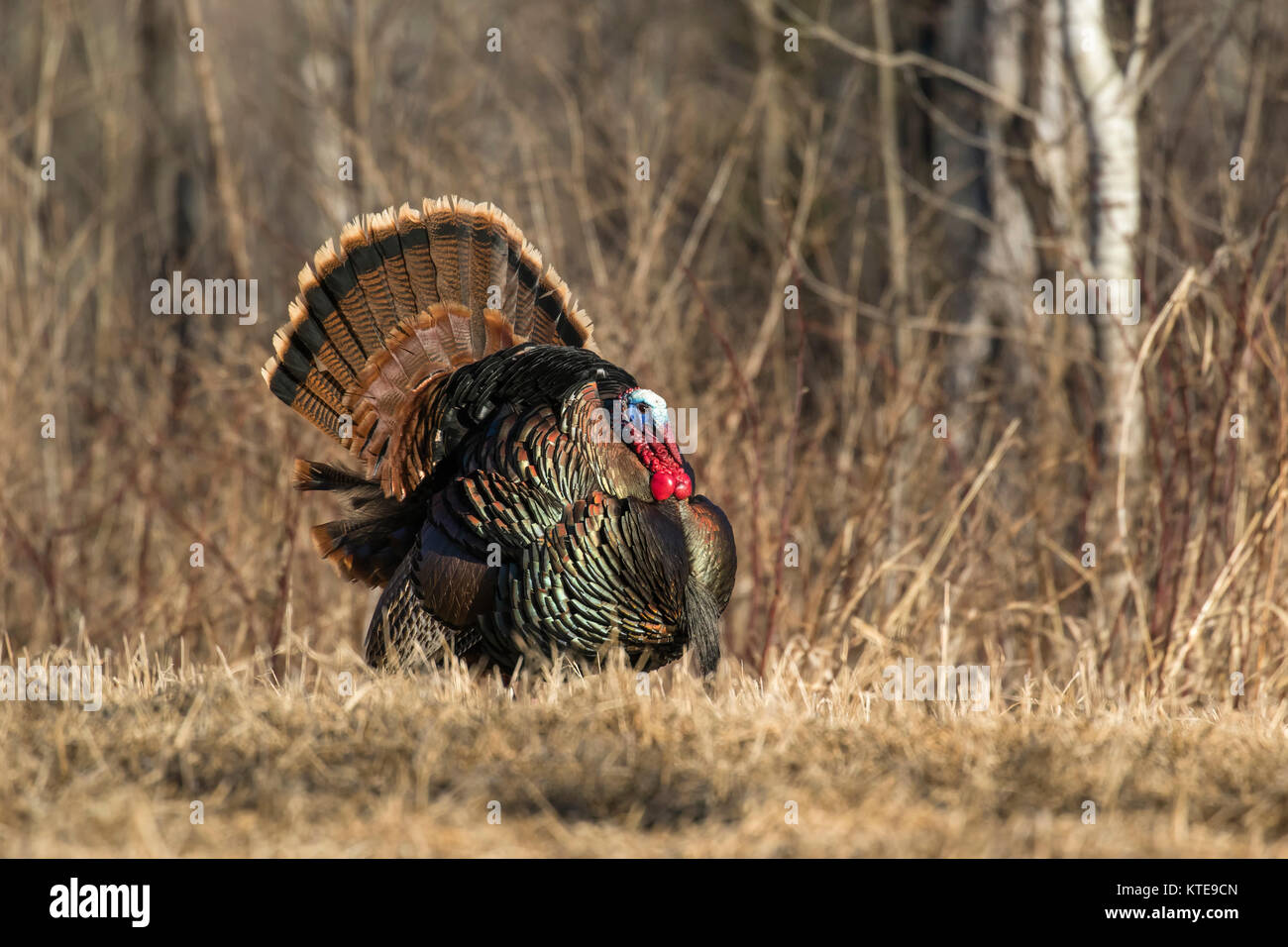 Osttürkei wild Stockfoto