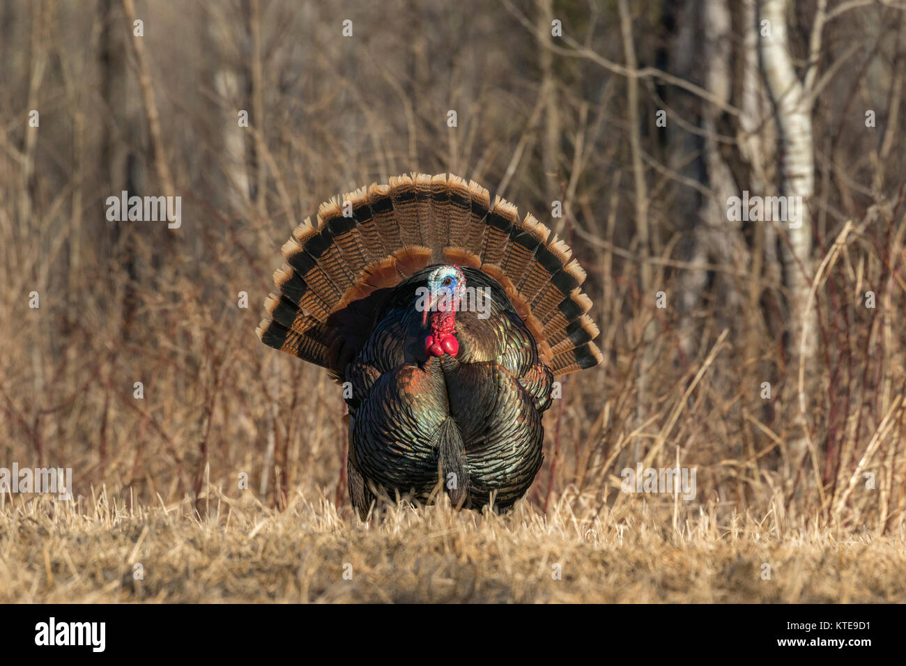 Osttürkei wild Stockfoto