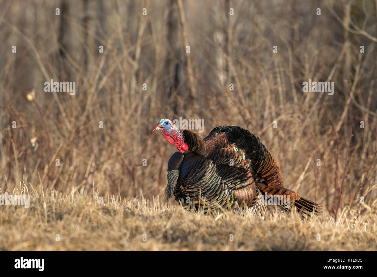 Östlichen wilde Türkei gobbling Stockfoto