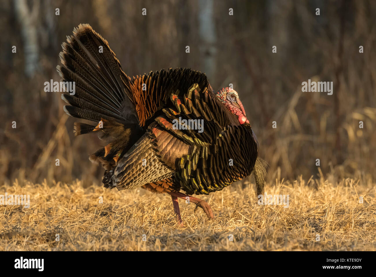 Osttürkei wild Stockfoto