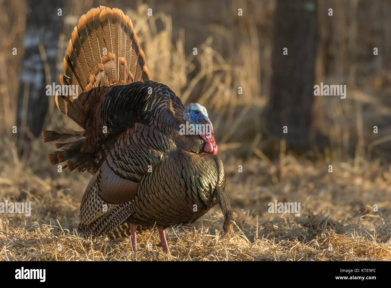 Osttürkei wild Stockfoto
