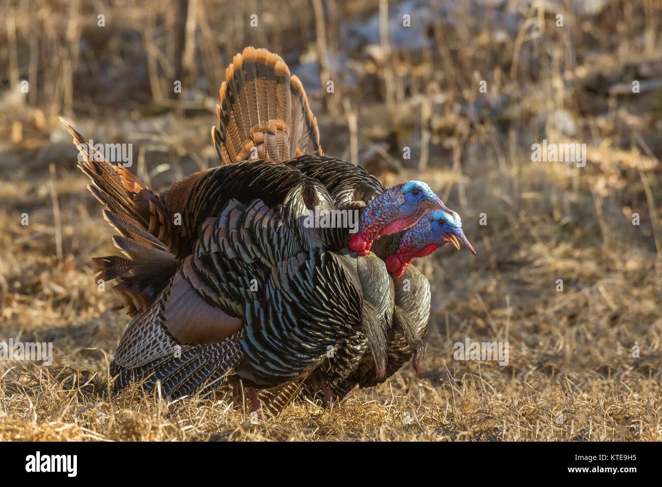 Östlichen wilde Truthähne gobbling Stockfoto