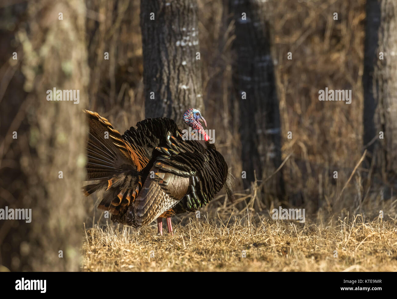 Osttürkei wild Stockfoto