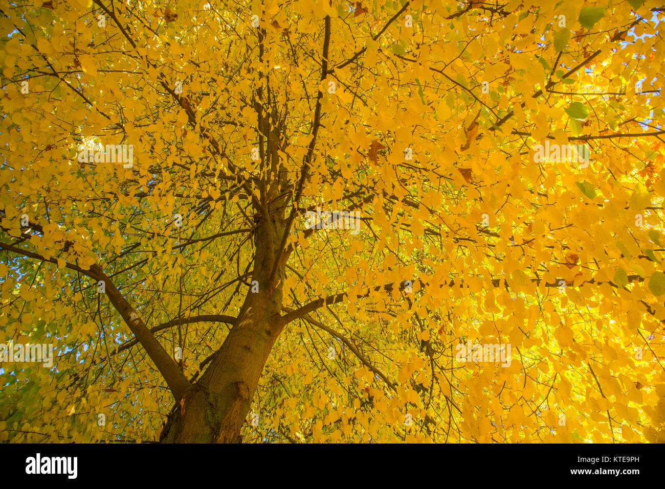 Herbst Baum. Ansicht von unten. Stockfoto
